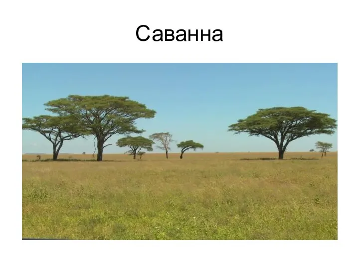 Саванна