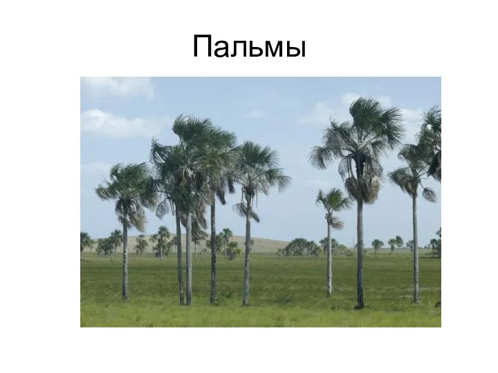 Пальмы