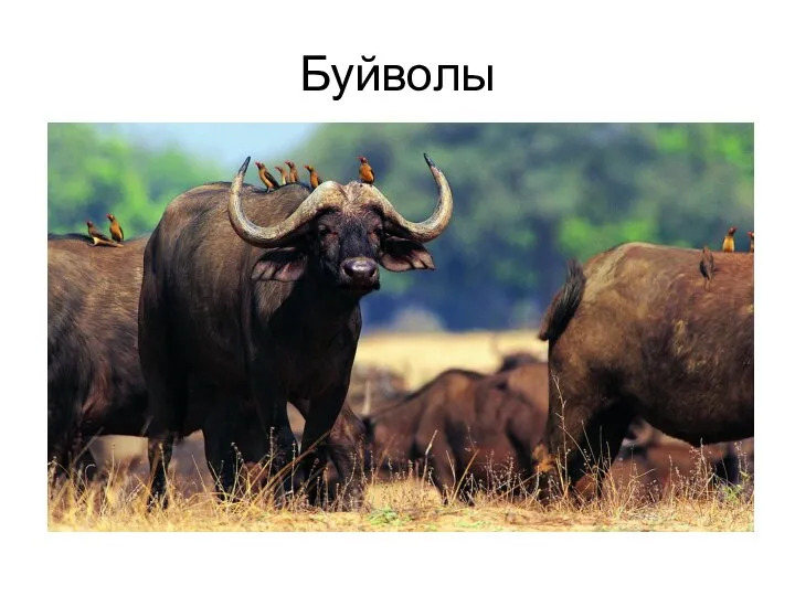 Буйволы