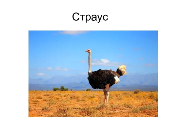 Страус