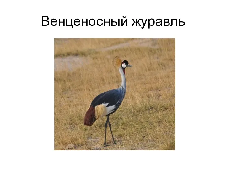 Венценосный журавль