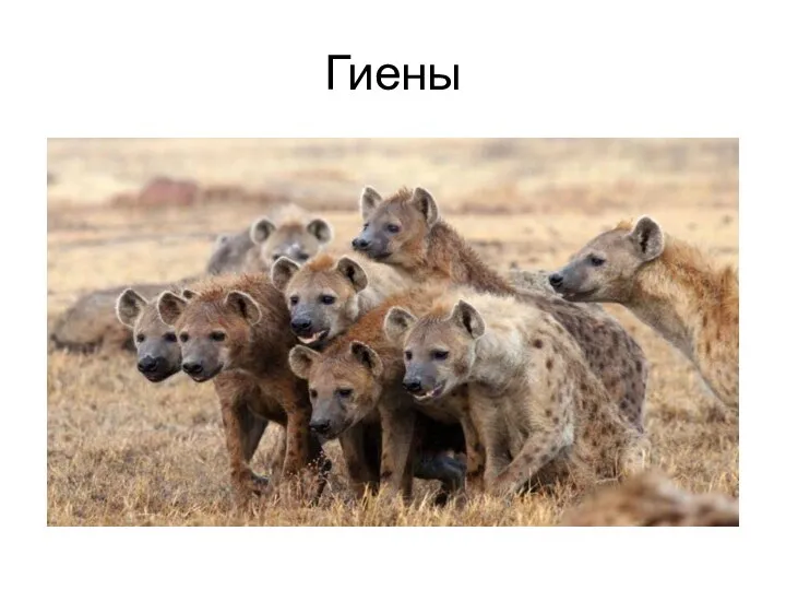 Гиены