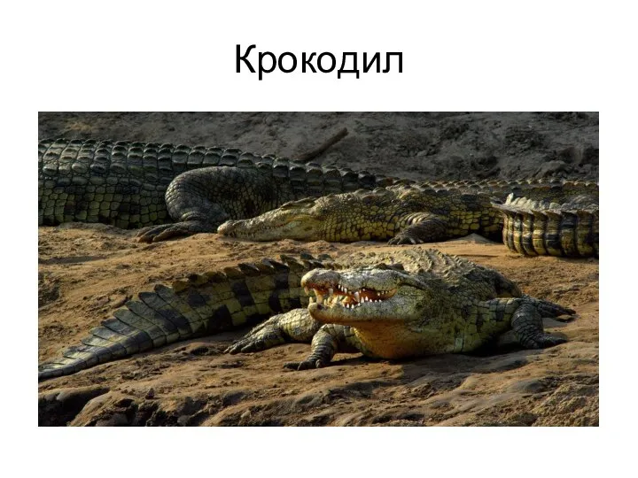 Крокодил