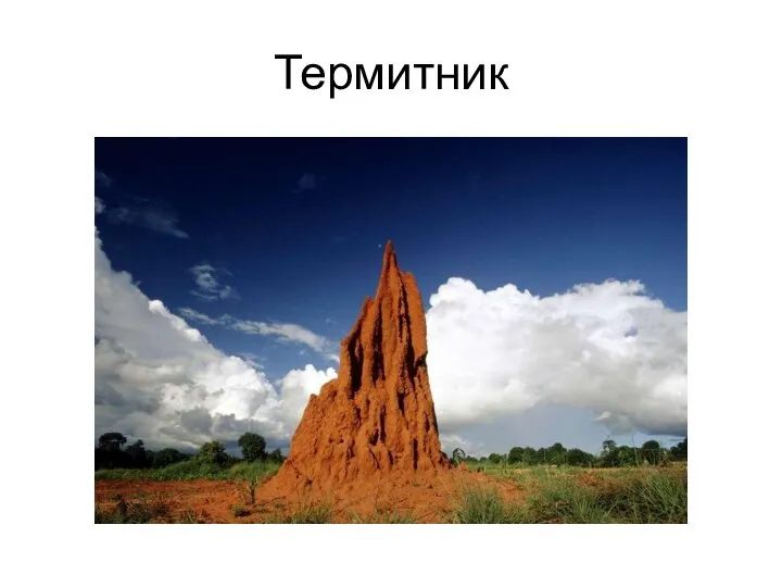 Термитник