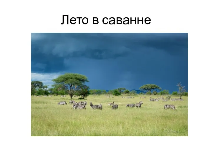 Лето в саванне