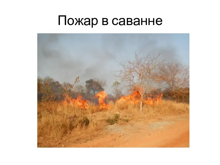 Пожар в саванне