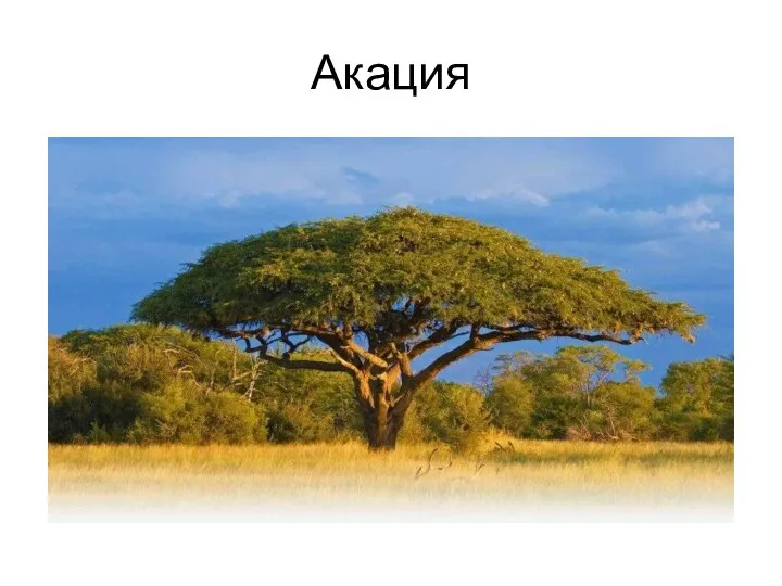 Акация