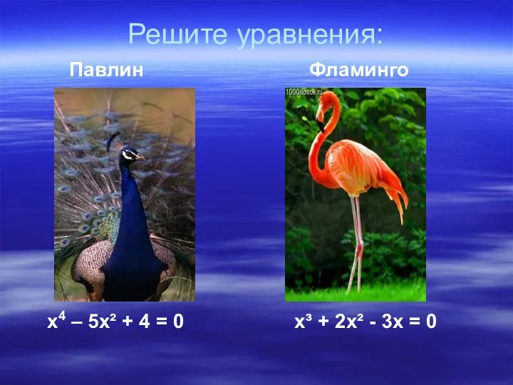 Решите уравнения: Павлин Фламинго х4 – 5х² + 4 = 0