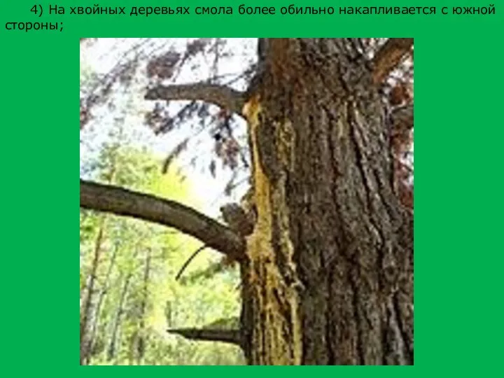 4) На хвойных деревьях смола более обильно накапливается с южной стороны;