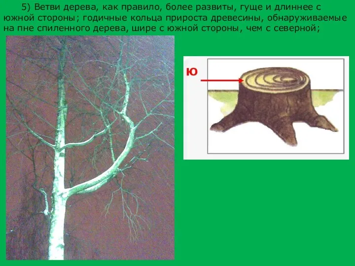 5) Ветви дерева, как правило, более развиты, гуще и длиннее с