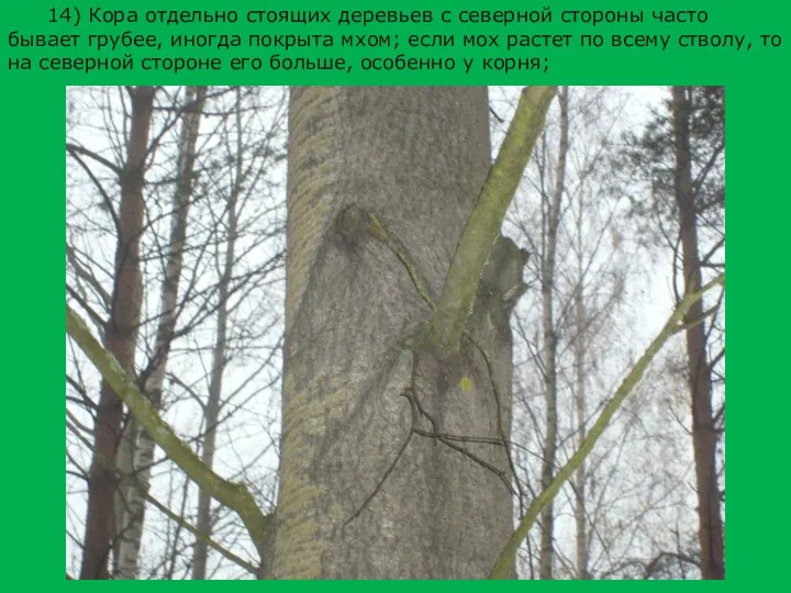 14) Кора отдельно стоящих деревьев с северной стороны часто бывает грубее,