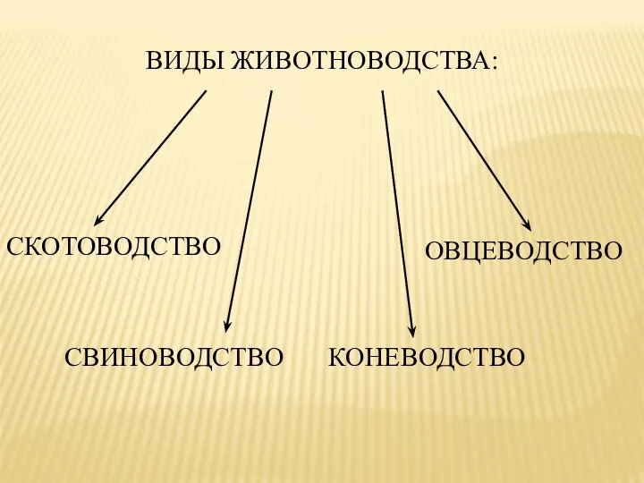 ВИДЫ ЖИВОТНОВОДСТВА: СКОТОВОДСТВО КОНЕВОДСТВО ОВЦЕВОДСТВО СВИНОВОДСТВО