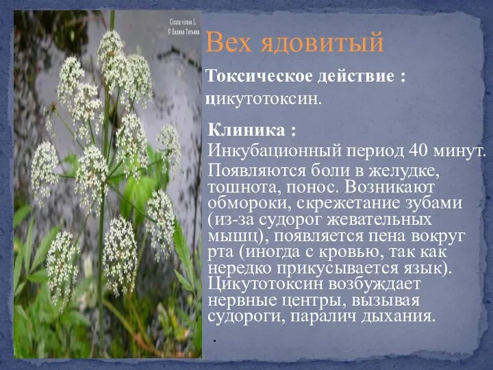 Клиника : Инкубационный период 40 минут. Появляются боли в желудке, тошнота,