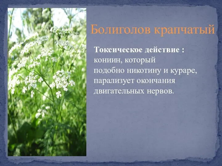 Болиголов крапчатый Токсическое действие : кониин, который подобно никотину и кураре, парализует окончания двигательных нервов.