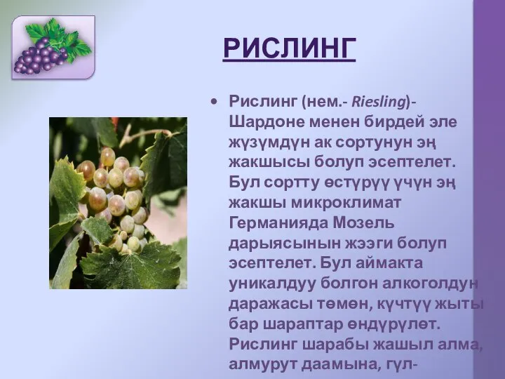 РИСЛИНГ Рислинг (нем.- Riesling)- Шардоне менен бирдей эле жүзүмдүн ак сортунун