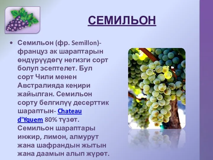 СЕМИЛЬОН Семильон (фр. Semillon)- француз ак шараптарын өндүрүүдөгү негизги сорт болуп