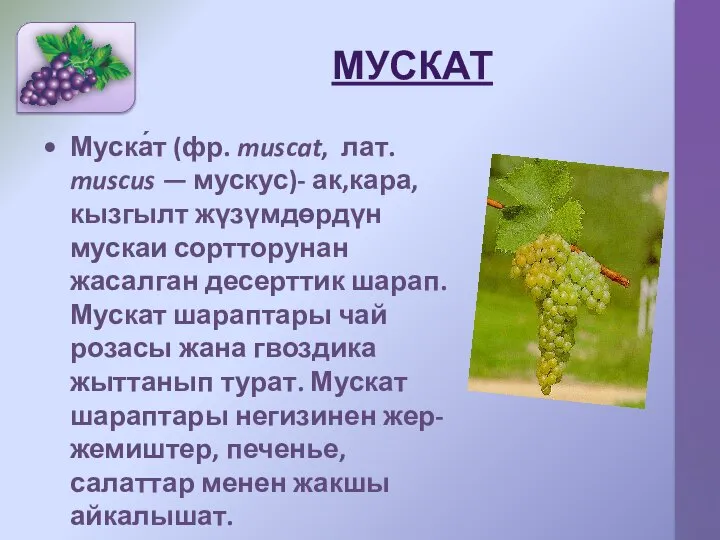 МУСКАТ Муска́т (фр. muscat, лат. muscus — мускус)- ак,кара,кызгылт жүзүмдөрдүн мускаи