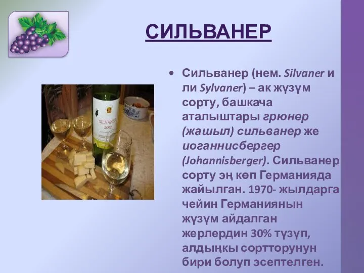 СИЛЬВАНЕР Сильванер (нем. Silvaner или Sylvaner) – ак жүзүм сорту, башкача