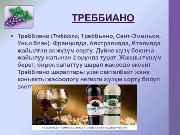 ТРЕББИАНО Треббиано (Trebbiano, Треббьяно, Сент-Эмильон, Уньи блан)- Францияда, Австралияда, Италияда жайылган