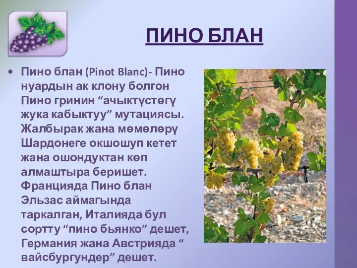 ПИНО БЛАН Пино блан (Pinot Blanc)- Пино нуардын ак клону болгон