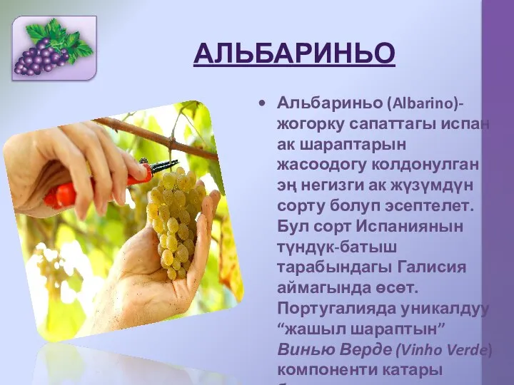 АЛЬБАРИНЬО Альбариньо (Albarino)- жогорку сапаттагы испан ак шараптарын жасоодогу колдонулган эң