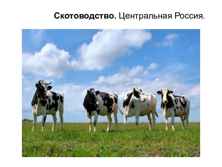 Скотоводство. Центральная Россия.