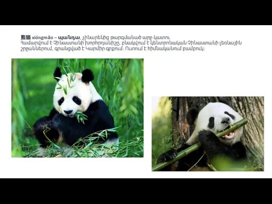 熊猫 xióngmāo – պանդա, չինարենից թարգմանած արջ-կատու Համարվում է Չինաստանի խորհրդանիշը,
