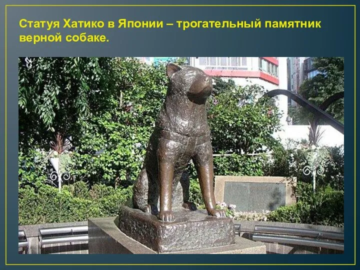 Статуя Хатико в Японии – трогательный памятник верной собаке.