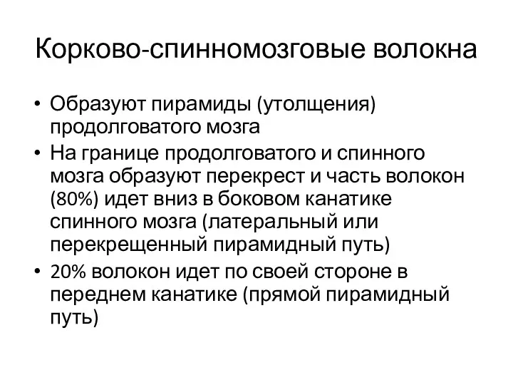 Корково-спинномозговые волокна Образуют пирамиды (утолщения) продолговатого мозга На границе продолговатого и