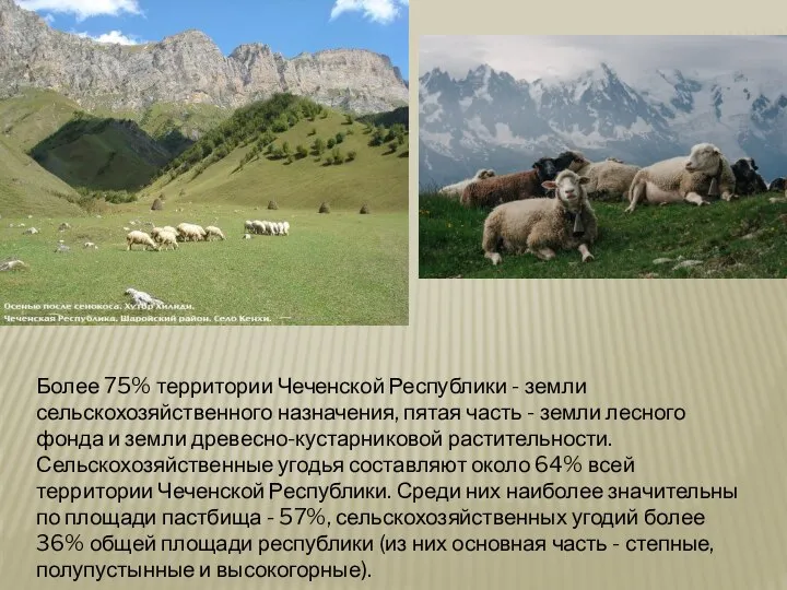 Более 75% территории Чеченской Республики - земли сельскохозяйственного назначения, пятая часть