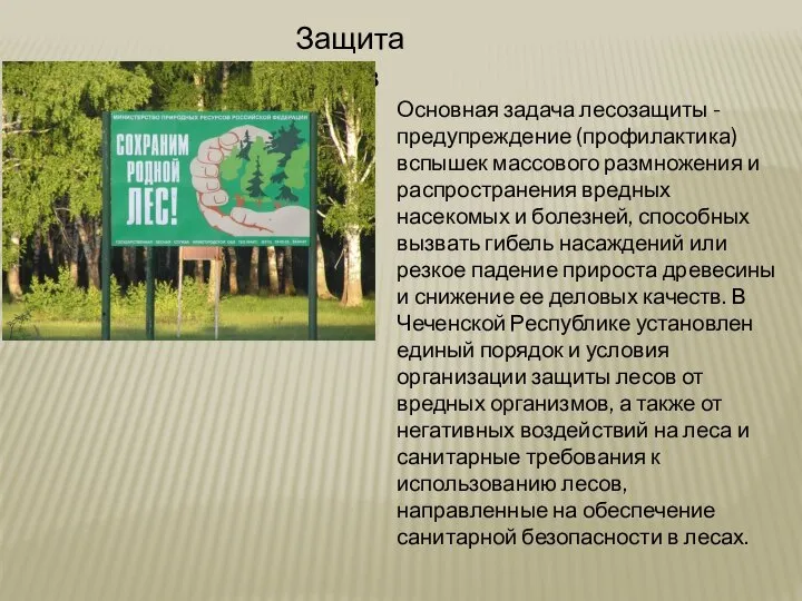 Защита лесов Основная задача лесозащиты - предупреждение (профилактика) вспышек массового размножения