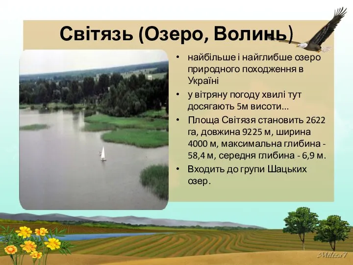 Світязь (Озеро, Волинь) найбільше і найглибше озеро природного походження в Україні