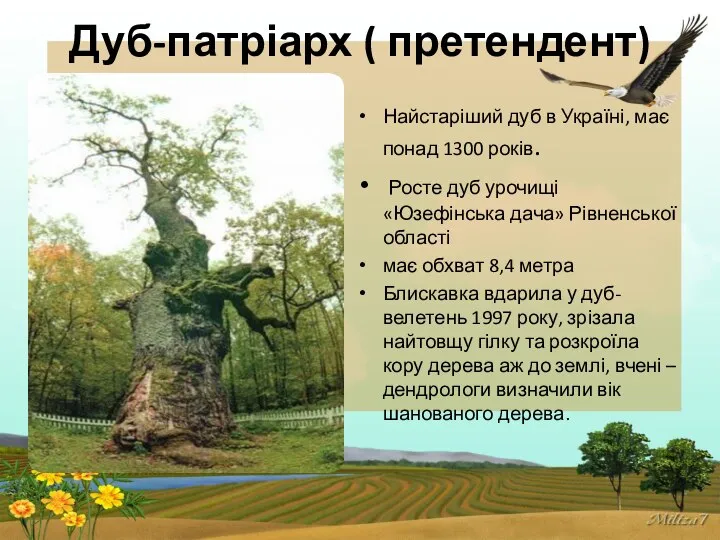 Дуб-патріарх ( претендент) Найстаріший дуб в Україні, має понад 1300 років.