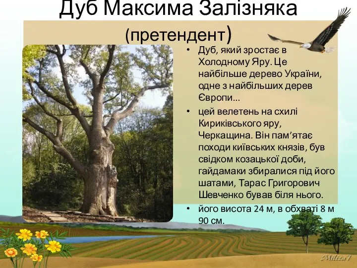 Дуб Максима Залізняка (претендент) Дуб, який зростає в Холодному Яру. Це