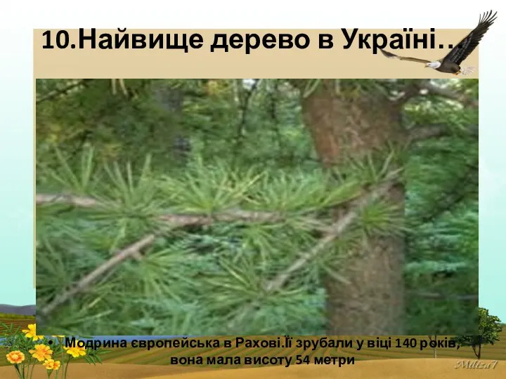 10.Найвище дерево в Україні… Модрина європейська в Рахові.Її зрубали у віці