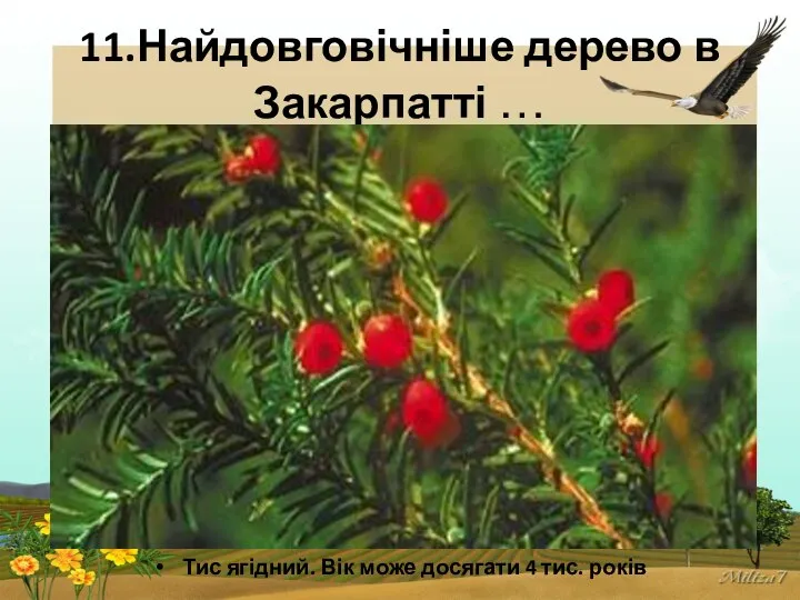 11.Найдовговічніше дерево в Закарпатті … Тис ягідний. Вік може досягати 4 тис. років