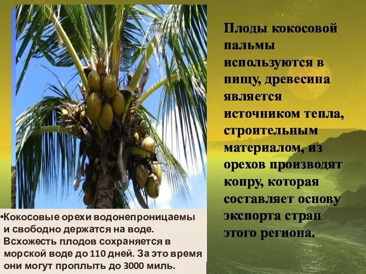 Плоды кокосовой пальмы используются в пищу, древесина является источником тепла, строительным