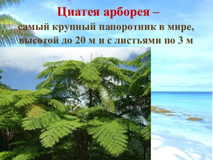 Циатея арборея – самый крупный папоротник в мире, высотой до 20