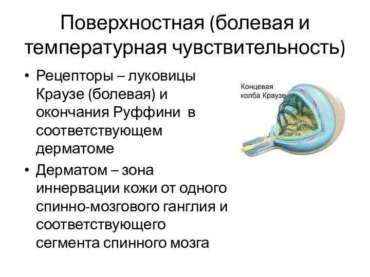 Поверхностная (болевая и температурная чувствительность) Рецепторы – луковицы Краузе (болевая) и