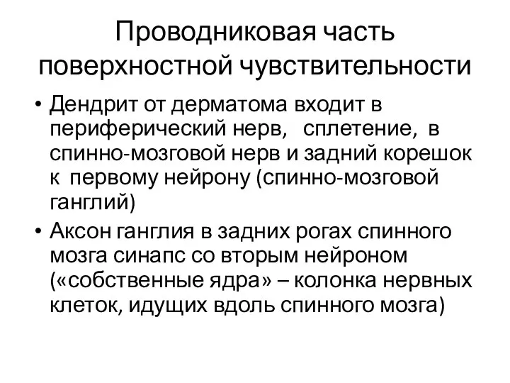 Проводниковая часть поверхностной чувствительности Дендрит от дерматома входит в периферический нерв,