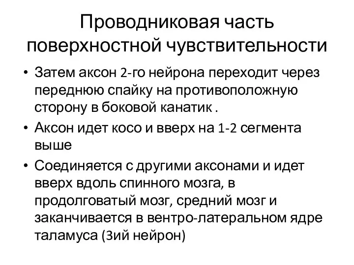 Проводниковая часть поверхностной чувствительности Затем аксон 2-го нейрона переходит через переднюю