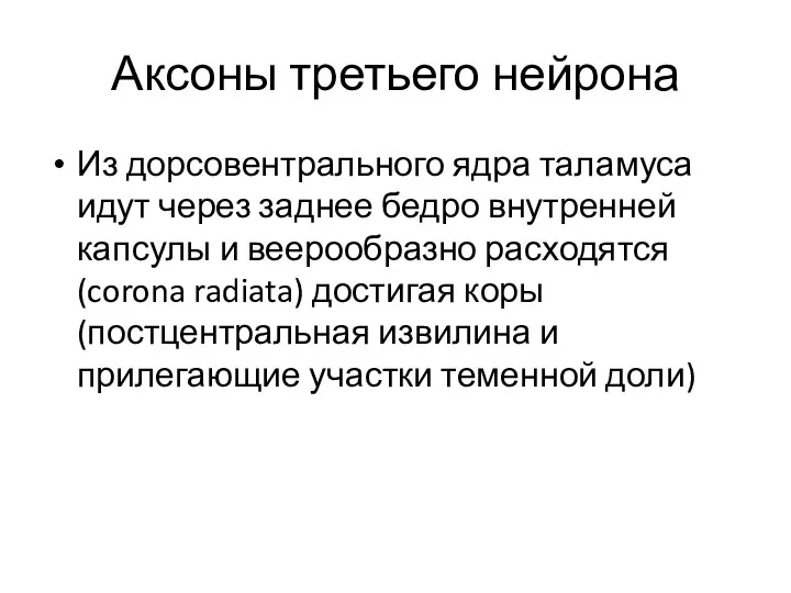 Аксоны третьего нейрона Из дорсовентрального ядра таламуса идут через заднее бедро