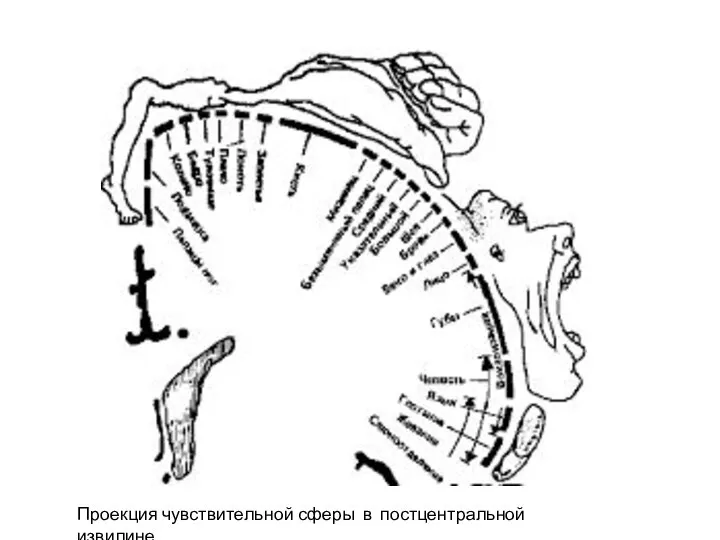 Проекция чувствительной сферы в постцентральной извилине