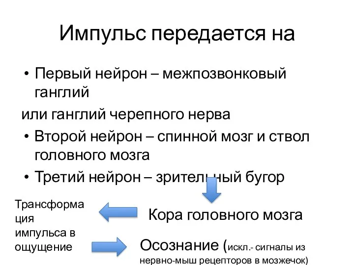 Импульс передается на Первый нейрон – межпозвонковый ганглий или ганглий черепного