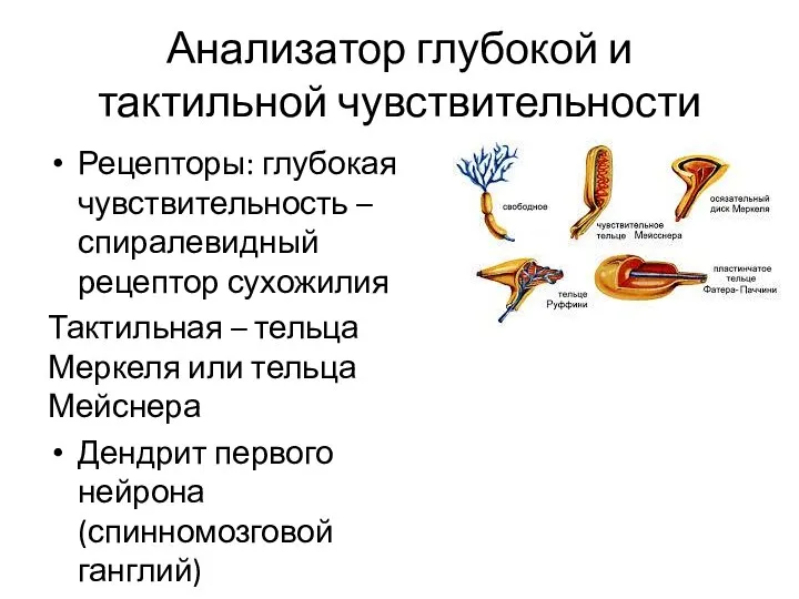 Анализатор глубокой и тактильной чувствительности Рецепторы: глубокая чувствительность – спиралевидный рецептор