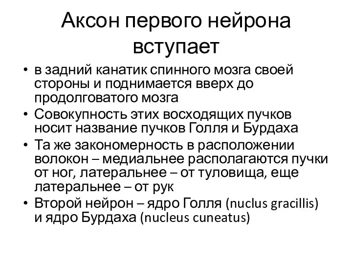 Аксон первого нейрона вступает в задний канатик спинного мозга своей стороны