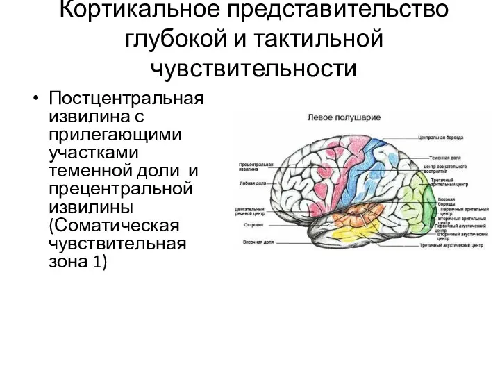 Кортикальное представительство глубокой и тактильной чувствительности Постцентральная извилина с прилегающими участками