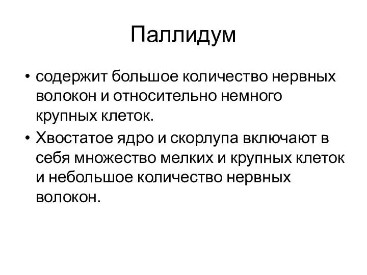 Паллидум содержит большое количество нервных волокон и относительно немного крупных клеток.