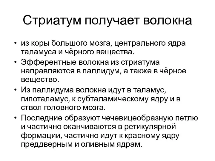 Стриатум получает волокна из коры большого мозга, центрального ядра таламуса и