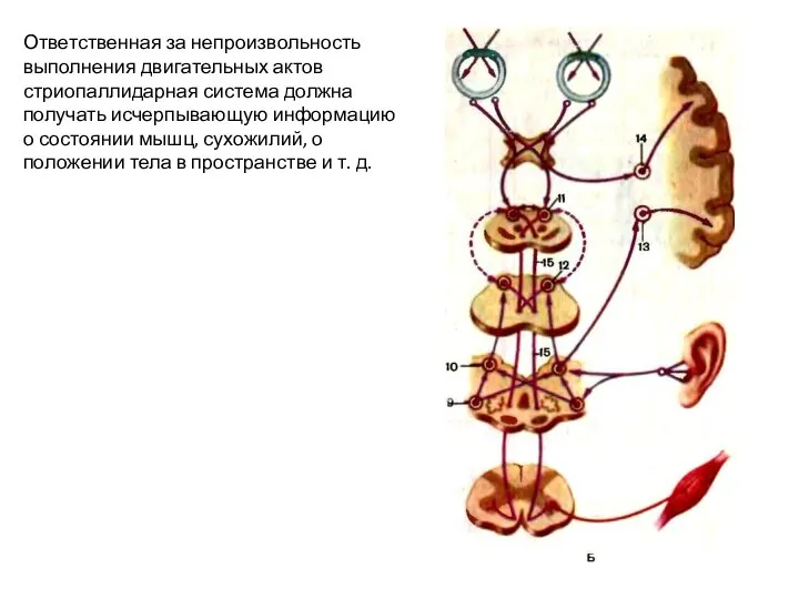 Ответственная за непроизвольность выполнения двигательных актов стриопаллидарная система должна получать исчерпывающую
